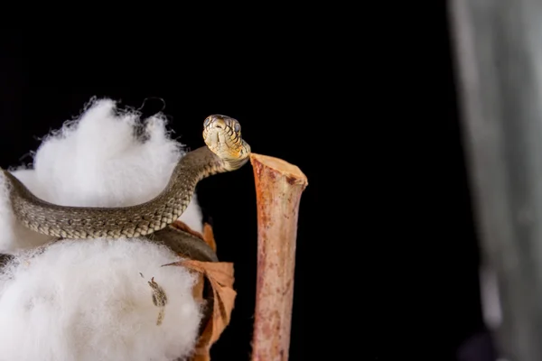 Serpente d'erba - Natrix natrix — Foto Stock