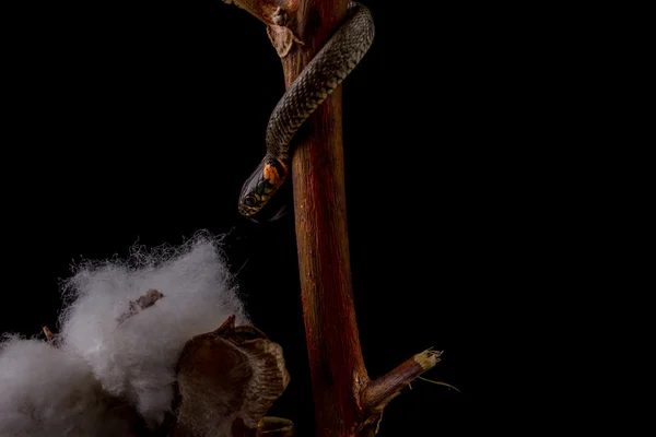 Травяная змея - Natrix natrix — стоковое фото