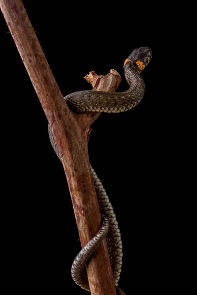 Serpente de erva - Natrix natrix — Fotografia de Stock