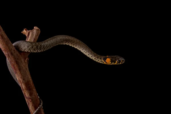 Užovka obojková - natrix natrix — Stock fotografie