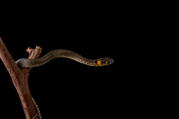 Serpente de erva - Natrix natrix — Fotografia de Stock