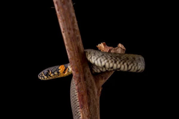 Serpente de erva - Natrix natrix — Fotografia de Stock