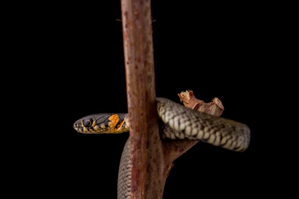 Užovka obojková - natrix natrix — Stock fotografie