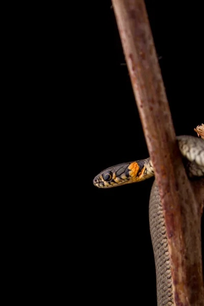 Grass snake - Natrix natrix — Stock Photo, Image