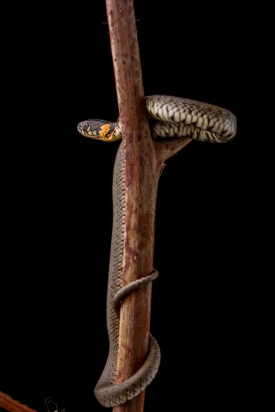 Ot yılanı - natrix natrix — Stok fotoğraf