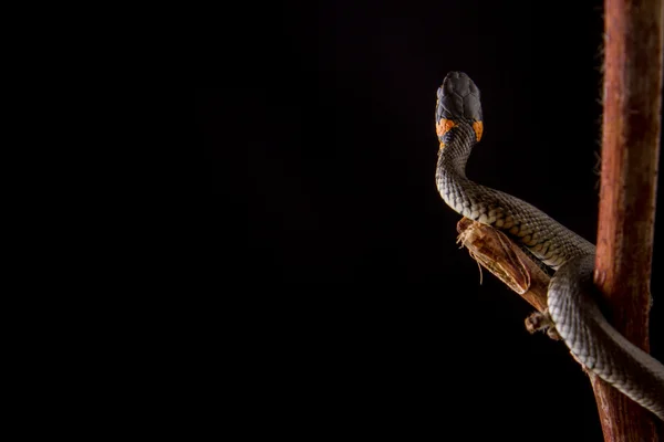 Serpente de erva - Natrix natrix — Fotografia de Stock