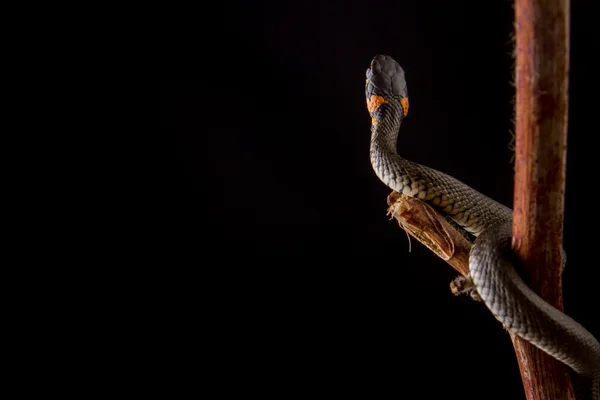 Serpente de erva - Natrix natrix — Fotografia de Stock