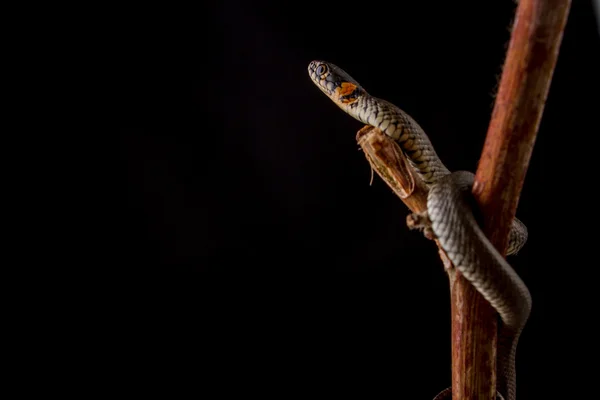 Grass snake - Natrix natrix — Stock Photo, Image