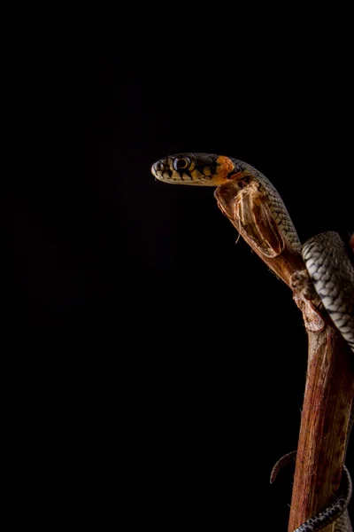 Serpiente de hierba - Natrix natrix —  Fotos de Stock