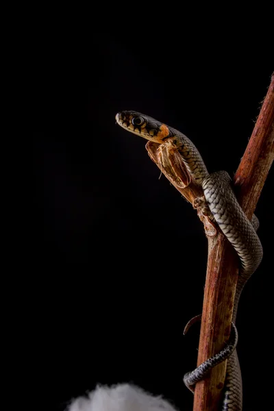 Serpente d'erba - Natrix natrix — Foto Stock