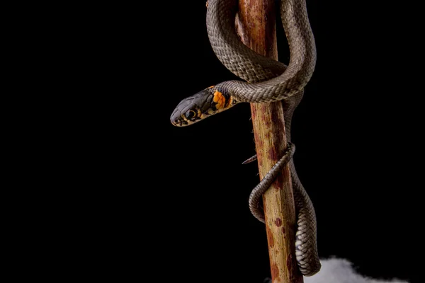 ot yılanı - natrix natrix