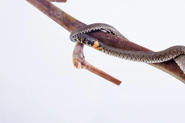 Užovka obojková - natrix natrix — Stock fotografie