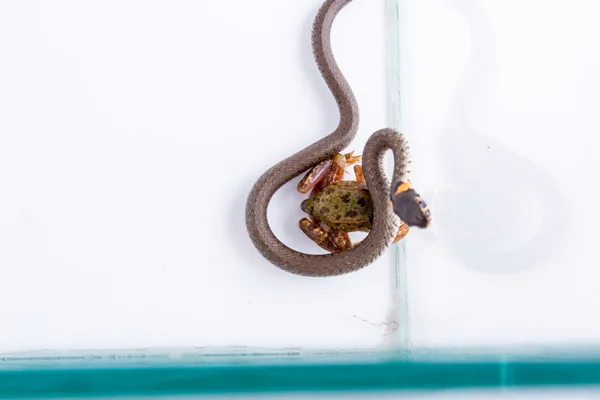 풀 뱀-Natrix natrix — 스톡 사진