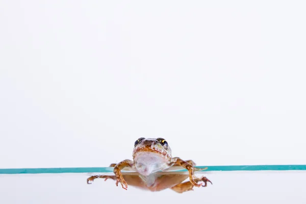 草ヘビ - 鳥類の鳥類 — ストック写真