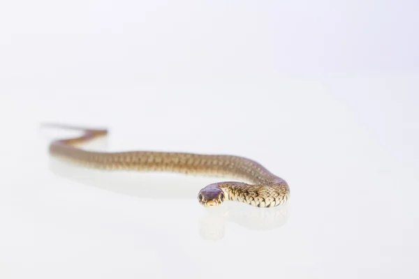 Serpiente de hierba - Natrix natrix —  Fotos de Stock