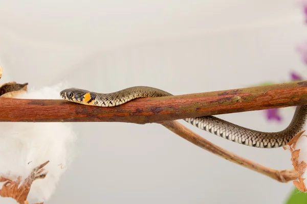 Serpente d'erba - Natrix natrix — Foto Stock