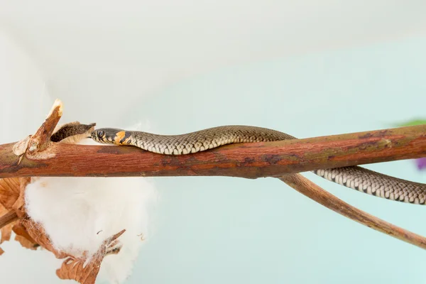 Serpente d'erba - Natrix natrix — Foto Stock