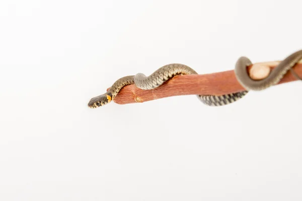 Serpent d'herbe - Natrix natrix — Photo
