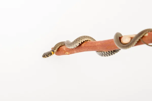 Травяная змея - Natrix natrix — стоковое фото