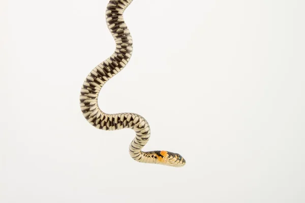 Serpente d'erba - Natrix natrix — Foto Stock