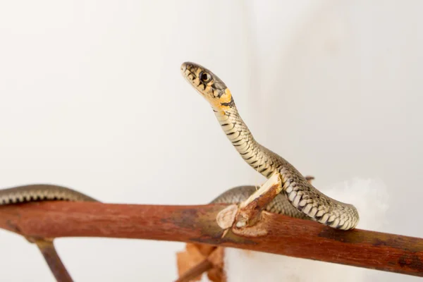 Serpente d'erba - Natrix natrix — Foto Stock