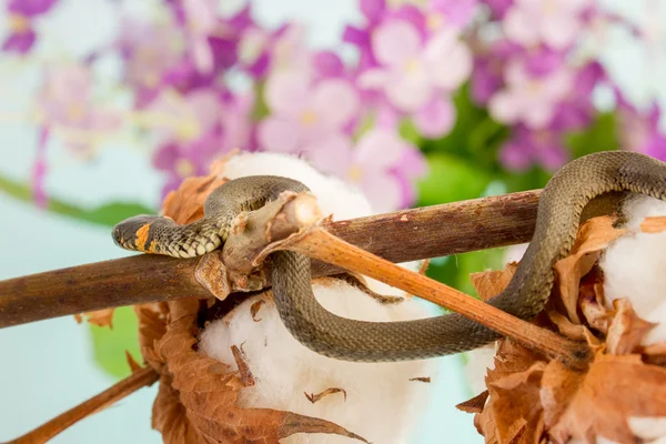 Serpente de erva - Natrix natrix — Fotografia de Stock