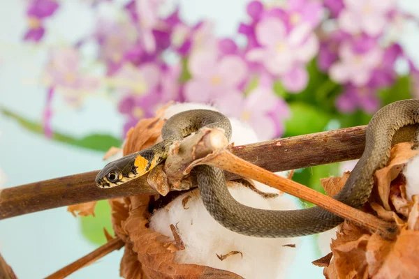 Serpente de erva - Natrix natrix — Fotografia de Stock