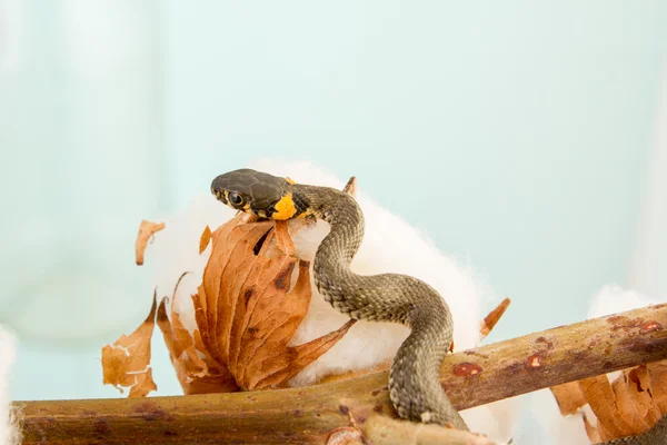 Serpente d'erba - Natrix natrix — Foto Stock