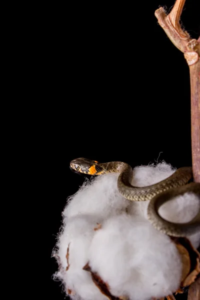 Serpiente de hierba - Natrix natrix —  Fotos de Stock