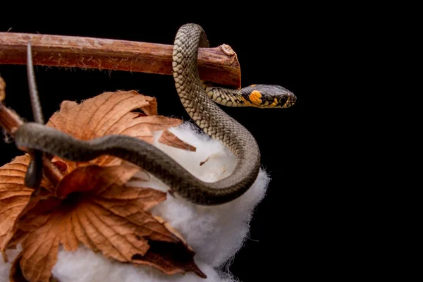 Serpente de erva - Natrix natrix — Fotografia de Stock