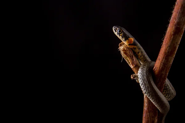 Grass snake - Natrix natrix Stock Picture