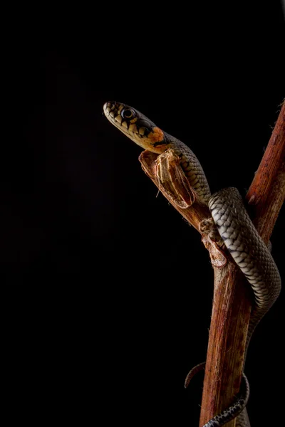 Grass snake - Natrix natrix Stock Picture