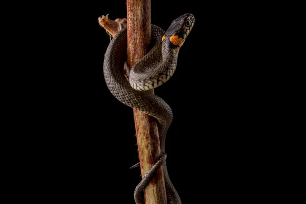 Ringslang - Natrix natrix Rechtenvrije Stockafbeeldingen