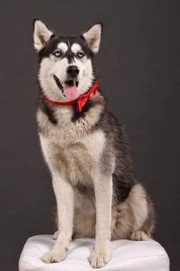 Siberian dış yapraklar stüdyo çekimi