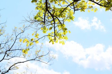 Yaprakları olan güzel dallar. Bulutlu gökyüzü.