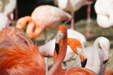 Kırmızı flamingo