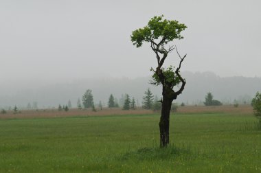 Sisli sabah ışık ağacında