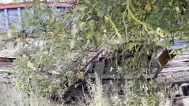 Eski terk edilmiş ahşap bir tekne enkazı mavi ve kırmızı kabuklu yeşil çimenlerin ve ağaçların arasında sıkıştı kaldı. Baie de Somme, Le Crotoy, Fransa, bulutlu gökyüzünün altında.