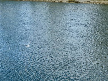 Martı, Fransa 'nın kuzeyindeki Somme Körfezi' nin sakin mavi sularının üzerinde, Le Crotoy yakınlarında, çimenli nehir kıyılarıyla çevrili ve huzurlu bir kıyı seması altında ışığı yansıtan zarif bir şekilde uçuyor.