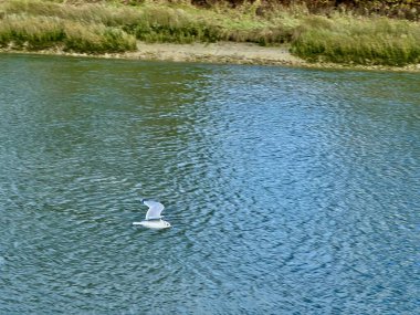 Martı, Fransa 'nın kuzeyindeki Somme Körfezi' nin sakin mavi sularının üzerinde, Le Crotoy yakınlarında, çimenli nehir kıyılarıyla çevrili ve huzurlu bir kıyı seması altında ışığı yansıtan zarif bir şekilde uçuyor.