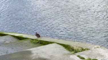 Bir grup vahşi ördek sakin mavi suların yakınındaki taştan bir nehir kıyısında huzur içinde dinleniyor, yeşil çimenler ve doğal dokularla çevrili, kentsel nehir kenarındaki sakin vahşi yaşamı temsil ediyor.