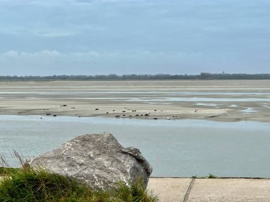 Fransa 'nın Berck-sur-Mer yakınlarındaki Authie Körfezi' ndeki kumsalda duran foklar, kayalık ön planda, engin alçak gelgit çamurları ve gri gökyüzü altında sakin haliçler.