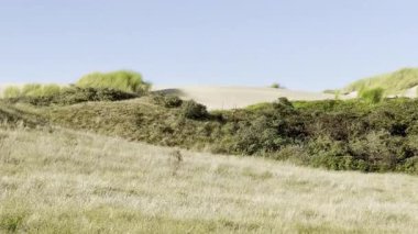 Açık mavi gökyüzü altında marram, Royon kumulları doğa rezervi, Fransa üzerinde altın çimen çayırları, çalılar ve kum sırtı ile güneşli kıyı manzarası
