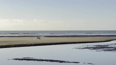 Martılar ve pusetler sakin dalgalı sahilde yansıtıcı gelgit havuzları ve berrak mavi gökyüzü altında kumsallar, sakin kuzey Fransa kıyı şeridi Quend 'de