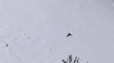 Taze kar yağışı ardından karla kaplı çalılar ve ağaçlar üzerinde uçan kara kuş, beyaz arka planlı kış yaban hayatı sahnesi, buzlu dallar ve kopyalama alanı