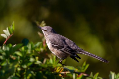 Bir ağaç dalına tüneyen kuzey alaycı kuşunun (Mimus polyglottos) izole edilmiş görüntüsünü kapatın. Bu beyaz karınlı gri kuş Kuzey Amerika 'nın yerlisidir. Etkileyici bir taklit yeteneği var..