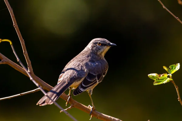 Close Geïsoleerd Beeld Van Een Noordelijke Spotvogel Mimus Polyglottos Zittend — Stockfoto