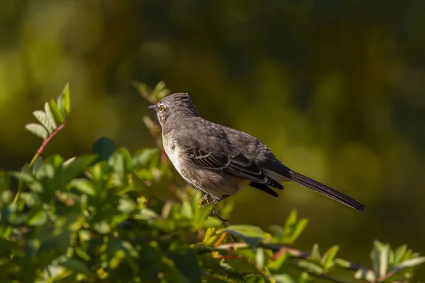 Gros Plan Image Isolée Oiseau Moqueur Mimus Polyglottos Perché Sur — Photo