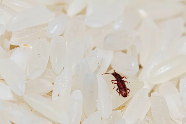 A close up macro image of a sawtoothed grain beetle ( Oryzaephilus surinamensis ) walking on a pile of rice grains. The insect is a dangerous agricultural pest that infests crops and reduces yields