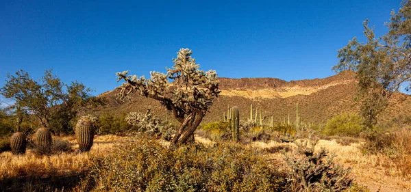 Ett Vidsträckt Ökenlandskap Vid Phoenix Sonoran Preserve Arizona Området Täckt — Stockfoto
